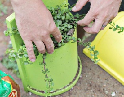 Tự chế chậu cây treo tường cho nhà thêm xanh